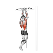 ภาพเคลื่อนไหวสาธิตท่า Close Grip Chin-up เน้นกล้ามเนื้อปีกหลัง (แลตส์)