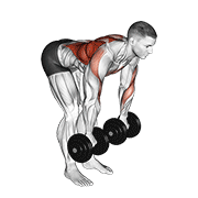 ภาพเคลื่อนไหวสาธิตท่า Dumbbell Palm Rotational Bent Over Row เน้นกล้ามเนื้อหลังส่วนบน