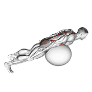 ภาพเคลื่อนไหวสาธิตท่า Exercise Ball Back Extension With Rotation เน้นกล้ามเนื้อกล้ามเนื้อแนวกระดูกสันหลัง