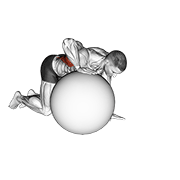 ภาพเคลื่อนไหวสาธิตท่า Exercise Ball Lat Stretch เน้นกล้ามเนื้อปีกหลัง (แลตส์)