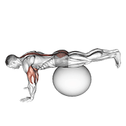 ภาพเคลื่อนไหวสาธิตท่า Exercise Ball Prone Leg Raise เน้นกล้ามเนื้อกล้ามเนื้อแนวกระดูกสันหลัง