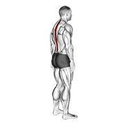 ภาพเคลื่อนไหวสาธิตท่า Standing Pelvic Tilt เน้นกล้ามเนื้อกล้ามเนื้อแนวกระดูกสันหลัง