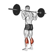 ภาพเคลื่อนไหวสาธิตท่า Barbell Floor Calf Raise เน้นกล้ามเนื้อน่อง