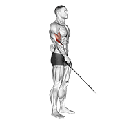 ภาพเคลื่อนไหวสาธิตท่า Cable Reverse One Arm Curl เน้นกล้ามเนื้อกล้ามเนื้อหน้าแขน (ไบเซปส์)