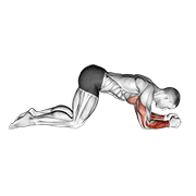 ภาพเคลื่อนไหวสาธิตท่า Modified Push Up To Lower Arms เน้นกล้ามเนื้อแขนท่อนล่าง