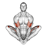ภาพเคลื่อนไหวสาธิตท่า Butterfly Yoga Pose เน้นกล้ามเนื้อกล้ามเนื้อต้นขาด้านใน