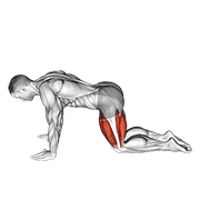 ภาพเคลื่อนไหวสาธิตท่า All Fours Squad Stretch เน้นกล้ามเนื้อต้นขาด้านหน้า (ควอดส์)