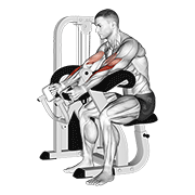 ภาพเคลื่อนไหวสาธิตท่า Lever Hammer Grip Preacher Curl เน้นกล้ามเนื้อกล้ามเนื้อหน้าแขน (ไบเซปส์)