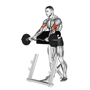 ภาพเคลื่อนไหวสาธิตท่า Ez Barbell Spider Curl เน้นกล้ามเนื้อกล้ามเนื้อหน้าแขน (ไบเซปส์)