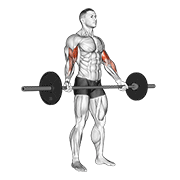 ภาพเคลื่อนไหวสาธิตท่า Barbell Standing Wide Grip Biceps Curl เน้นกล้ามเนื้อกล้ามเนื้อหน้าแขน (ไบเซปส์)