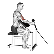 ภาพเคลื่อนไหวสาธิตท่า Cable Rope One Arm Hammer Preacher Curl เน้นกล้ามเนื้อกล้ามเนื้อหน้าแขน (ไบเซปส์)