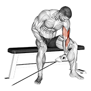 ภาพเคลื่อนไหวสาธิตท่า Cable Seated One Arm Concentration Curl เน้นกล้ามเนื้อกล้ามเนื้อหน้าแขน (ไบเซปส์)