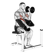 ภาพเคลื่อนไหวสาธิตท่า Dumbbell Alternate Hammer Preacher Curl เน้นกล้ามเนื้อกล้ามเนื้อหน้าแขน (ไบเซปส์)
