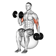 ภาพเคลื่อนไหวสาธิตท่า Dumbbell Alternating Seated Bicep Curl On Exercise Ball เน้นกล้ามเนื้อกล้ามเนื้อหน้าแขน (ไบเซปส์)