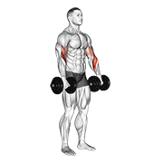 ภาพเคลื่อนไหวสาธิตท่า Dumbbell Biceps Curl Reverse เน้นกล้ามเนื้อกล้ามเนื้อหน้าแขน (ไบเซปส์)