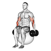 ภาพเคลื่อนไหวสาธิตท่า Dumbbell Hammer Curl On Exercise Ball เน้นกล้ามเนื้อกล้ามเนื้อหน้าแขน (ไบเซปส์)