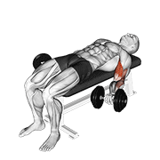 ภาพเคลื่อนไหวสาธิตท่า Dumbbell Lying Supine Biceps Curl เน้นกล้ามเนื้อกล้ามเนื้อหน้าแขน (ไบเซปส์)