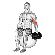 ภาพเคลื่อนไหวสาธิตท่า Dumbbell One Arm Seated Bicep Curl On Exercise Ball เน้นกล้ามเนื้อกล้ามเนื้อหน้าแขน (ไบเซปส์)