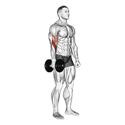 ภาพเคลื่อนไหวสาธิตท่า Dumbbell One Arm Standing Hammer Curl เน้นกล้ามเนื้อกล้ามเนื้อหน้าแขน (ไบเซปส์)