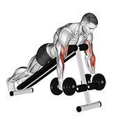ภาพเคลื่อนไหวสาธิตท่า Dumbbell Prone Incline Hammer Curl เน้นกล้ามเนื้อกล้ามเนื้อหน้าแขน (ไบเซปส์)