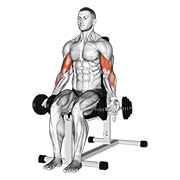 ภาพเคลื่อนไหวสาธิตท่า Dumbbell Seated Bicep Curl เน้นกล้ามเนื้อกล้ามเนื้อหน้าแขน (ไบเซปส์)