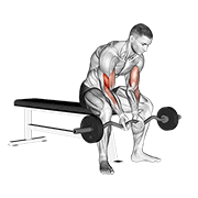 ภาพเคลื่อนไหวสาธิตท่า Ez Bar Seated Close Grip Concentration Curl เน้นกล้ามเนื้อกล้ามเนื้อหน้าแขน (ไบเซปส์)