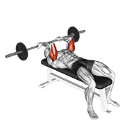 ภาพเคลื่อนไหวสาธิตท่า Barbell Reverse Grip Skullcrusher เน้นกล้ามเนื้อกล้ามเนื้อหลังแขน (ไทรเซปส์)