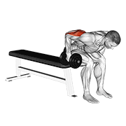 ภาพเคลื่อนไหวสาธิตท่า Dumbbell Seated Bent Over Triceps Extension เน้นกล้ามเนื้อกล้ามเนื้อหลังแขน (ไทรเซปส์)