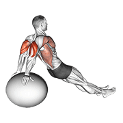 ภาพเคลื่อนไหวสาธิตท่า Exercise Ball Dip เน้นกล้ามเนื้อกล้ามเนื้อหลังแขน (ไทรเซปส์)