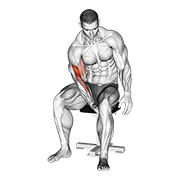 ภาพเคลื่อนไหวสาธิตท่า Biceps Leg Concentration Curl เน้นกล้ามเนื้อกล้ามเนื้อหน้าแขน (ไบเซปส์)