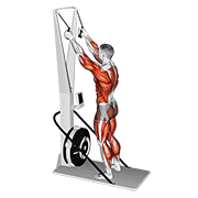 ภาพเคลื่อนไหวสาธิตท่า Ski Ergometer เน้นกล้ามเนื้อกล้ามเนื้อหลังแขน (ไทรเซปส์)