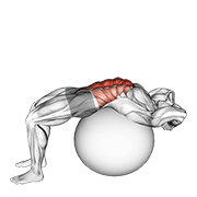 ภาพเคลื่อนไหวสาธิตท่า Stability Ball Crunch (full Range Hands Behind Head) เน้นกล้ามเนื้อหน้าท้อง