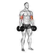 ภาพเคลื่อนไหวสาธิตท่า Dumbbell Standing Inner Biceps Curl V. 2 เน้นกล้ามเนื้อกล้ามเนื้อหน้าแขน (ไบเซปส์)