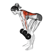 ภาพเคลื่อนไหวสาธิตท่า Dumbbell Reverse Grip Row (female) เน้นกล้ามเนื้อหลังส่วนบน