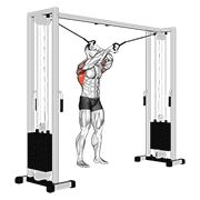 ภาพเคลื่อนไหวสาธิตท่า Cable Lat Pulldown Full Range Of Motion เน้นกล้ามเนื้อปีกหลัง (แลตส์)