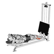 ภาพเคลื่อนไหวสาธิตท่า Sled Lying Calf Press เน้นกล้ามเนื้อน่อง