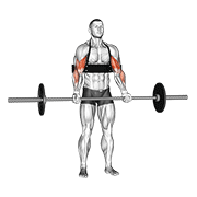 ภาพเคลื่อนไหวสาธิตท่า Barbell Biceps Curl (with Arm Blaster) เน้นกล้ามเนื้อกล้ามเนื้อหน้าแขน (ไบเซปส์)