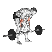 ภาพเคลื่อนไหวสาธิตท่า Barbell Standing Concentration Curl เน้นกล้ามเนื้อกล้ามเนื้อหน้าแขน (ไบเซปส์)