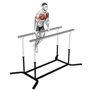 ภาพเคลื่อนไหวสาธิตท่า Chest Dip On Straight Bar เน้นกล้ามเนื้อกล้ามเนื้อหน้าอก