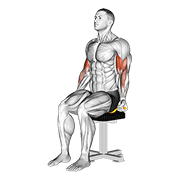 ภาพเคลื่อนไหวสาธิตท่า Resistance Band Seated Biceps Curl เน้นกล้ามเนื้อกล้ามเนื้อหน้าแขน (ไบเซปส์)