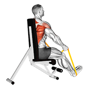 ภาพเคลื่อนไหวสาธิตท่า Resistance Band Seated Straight Back Row เน้นกล้ามเนื้อหลังส่วนบน
