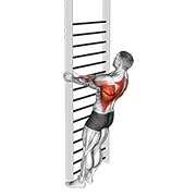 ภาพเคลื่อนไหวสาธิตท่า Bodyweight Standing Close-grip Row เน้นกล้ามเนื้อหลังส่วนบน