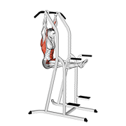 ภาพเคลื่อนไหวสาธิตท่า L-pull-up เน้นกล้ามเนื้อปีกหลัง (แลตส์)