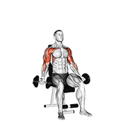 ภาพเคลื่อนไหวสาธิตท่า Dumbbell Seated Biceps Curl To Shoulder Press เน้นกล้ามเนื้อกล้ามเนื้อหน้าแขน (ไบเซปส์)