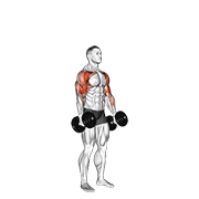 ภาพเคลื่อนไหวสาธิตท่า Dumbbell Standing Alternate Hammer Curl And Press เน้นกล้ามเนื้อกล้ามเนื้อหน้าแขน (ไบเซปส์)