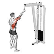 ภาพเคลื่อนไหวสาธิตท่า Cable One Arm Pulldown เน้นกล้ามเนื้อปีกหลัง (แลตส์)
